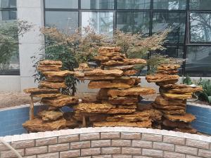 小型庭院91网站在线观看